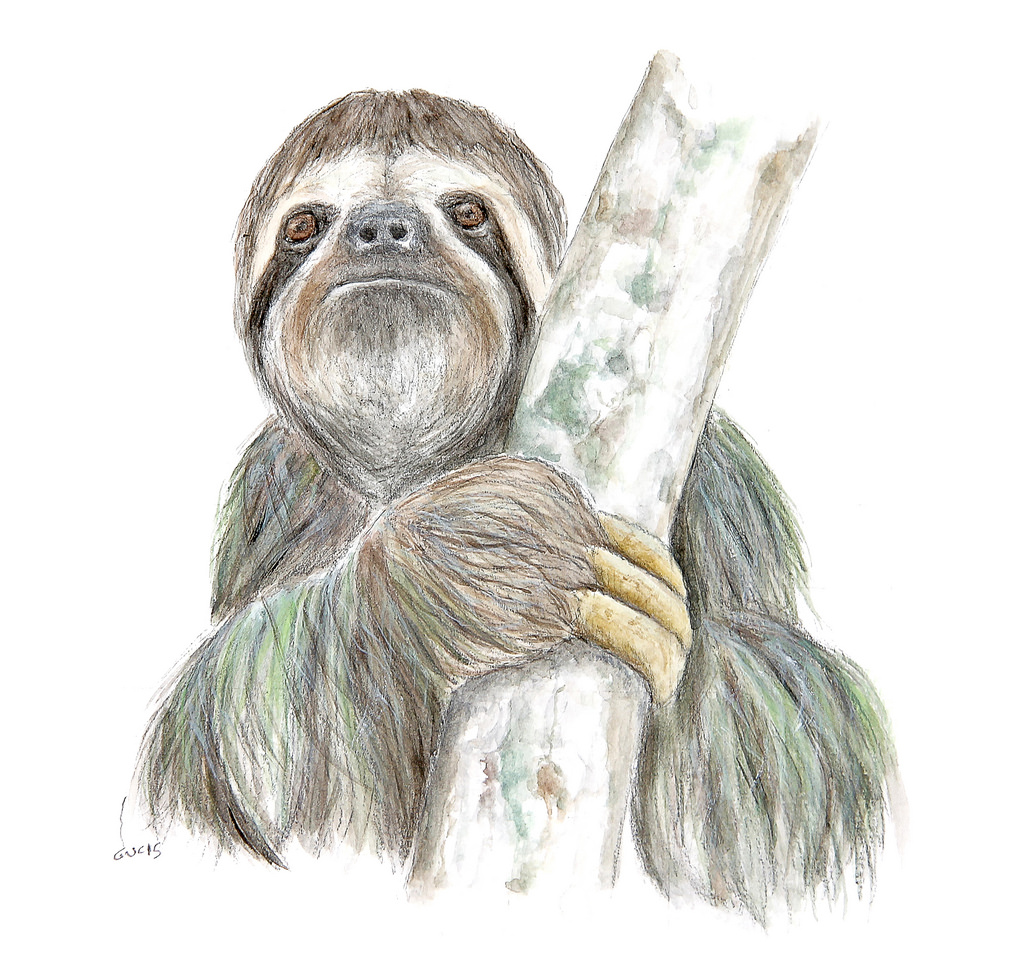 1024x980 Sloth (Watercolor) This Watercolor Can Be Found In My