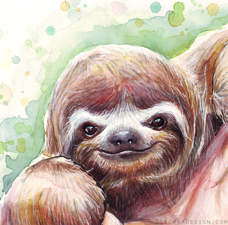 800x791 Sloth Watercolor Detail By Olechka01