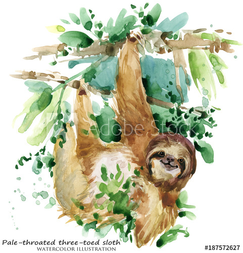 481x500 Watercolor Sloth Illustration. Tropical Animal