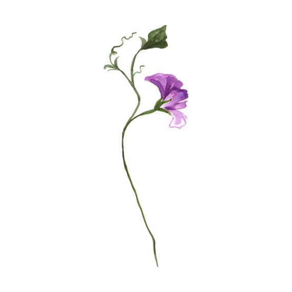 570x570 Watercolour Sweet Pea Tattoo