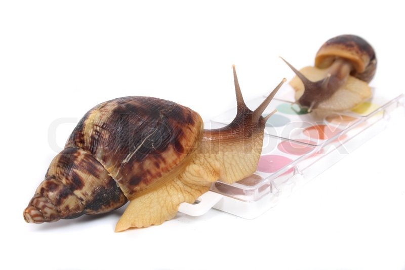 800x533 Big Brown Snails And Watercolors On The White Background Stock