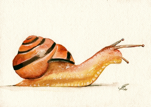 500x354 Snail In Watercolor By Drehli