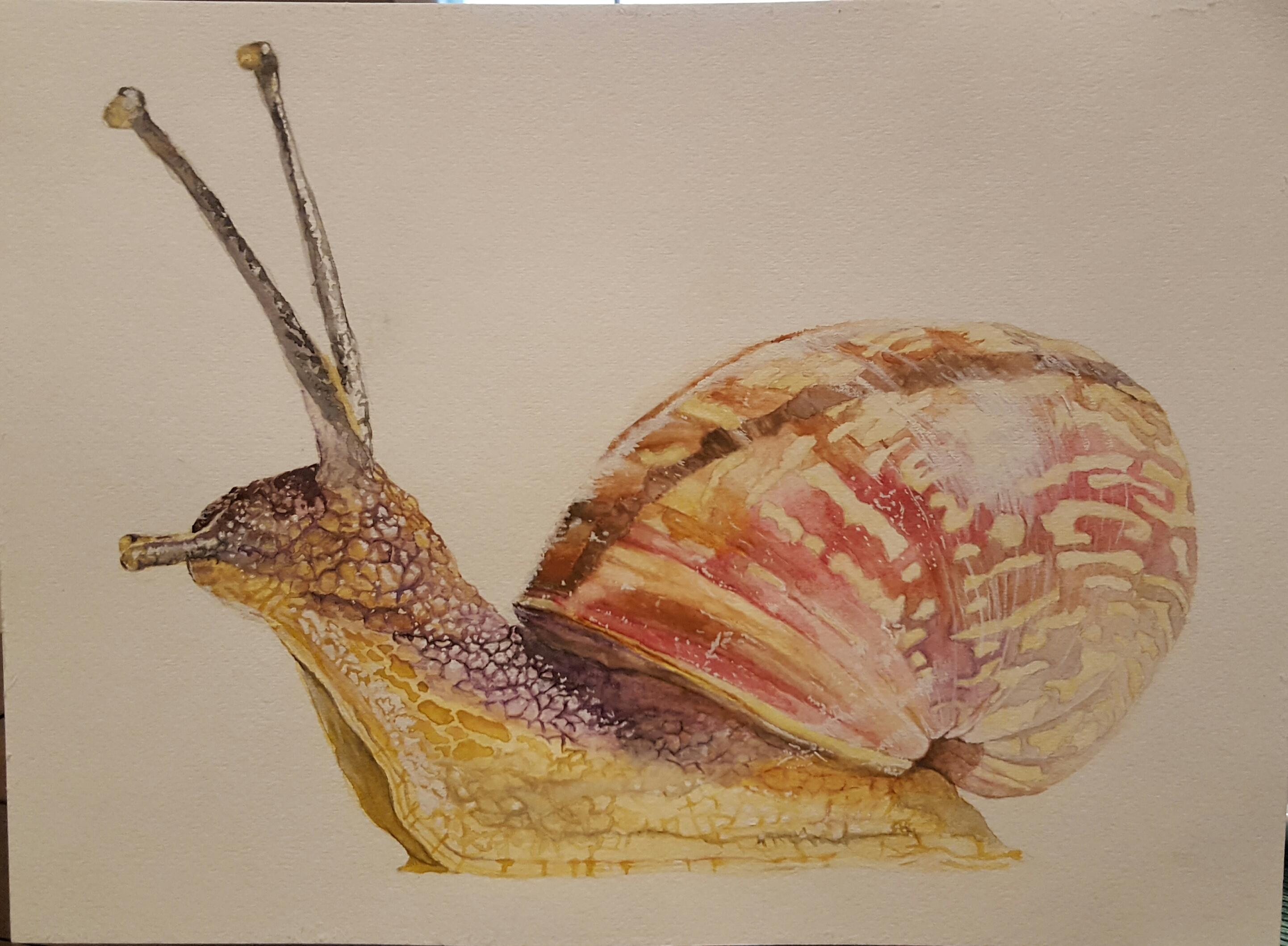 2884x2117 Garden Snail Watercolor 11x15' Watercolor