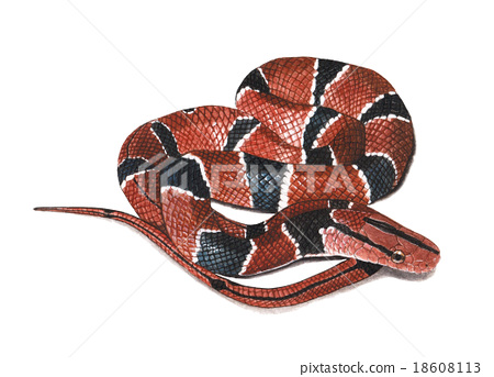 450x343 Watercolor Snake Painting