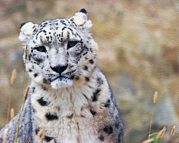 615x492 Snow Leopard Watercolor Painting Free Stock Photo