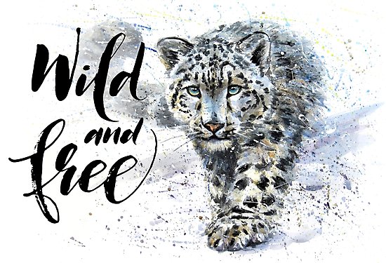 550x375 Snow Leopard, Jaguar, Predator, Animals, Watercolor Photographic