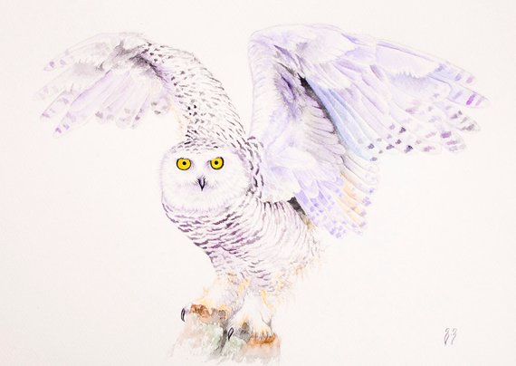 570x404 Owl Watercolor Painting Snowy Owl Wall Art Bird Watercolor Etsy