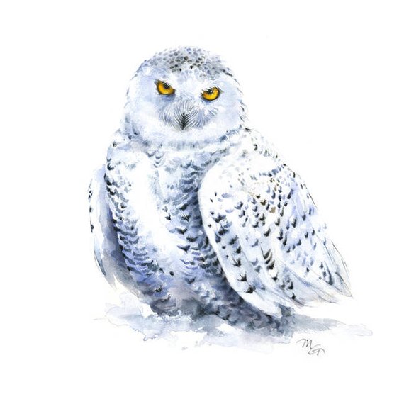 570x570 Snowy Owl Watercolor Painting Giclee Print. Bird Etsy