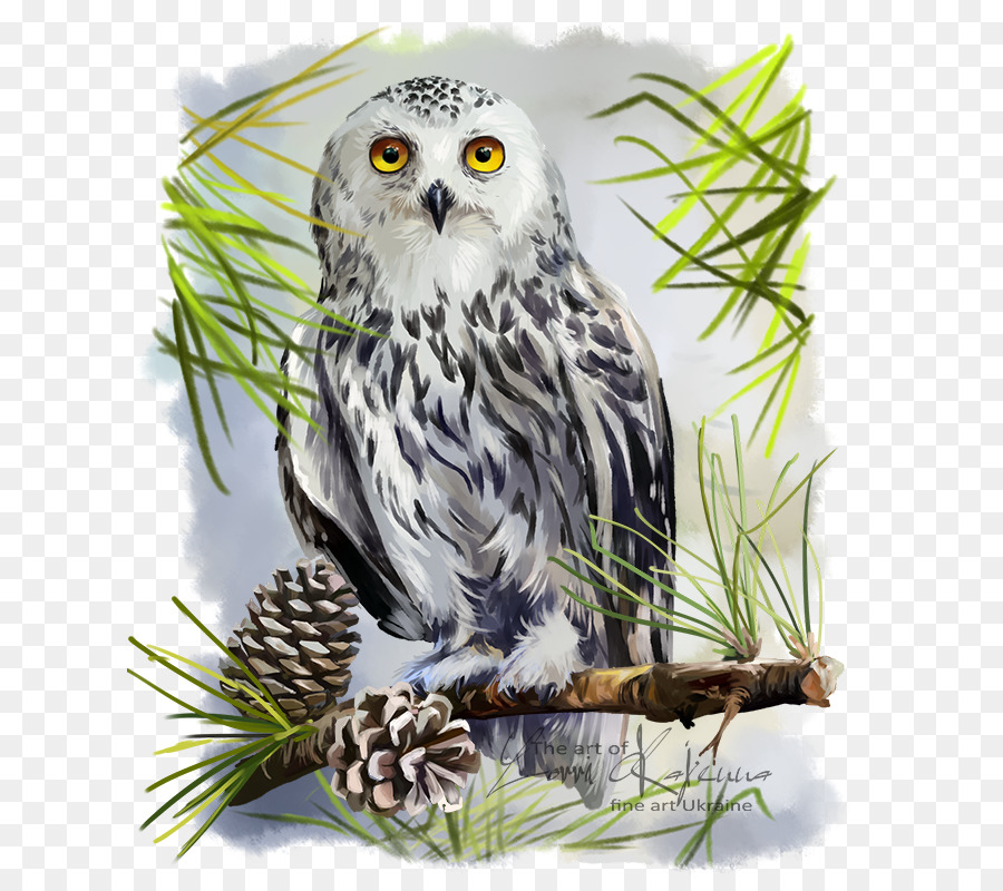900x800 Snowy Owl Bird Great Horned Owl Drawing