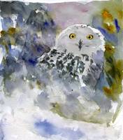176x200 Stunning Snowy Owl Watercolor Painting Reproductions For Sale On