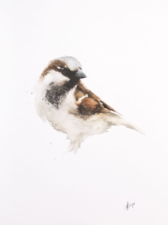 549x735 Sparrow Sparrows Watercolor, Paintings And Draw