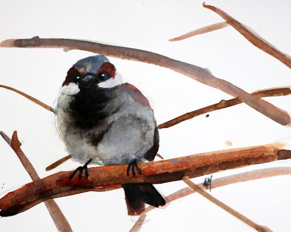 599x477 Sparrow No. 15 Original Watercolor Painting By Angela Moulton