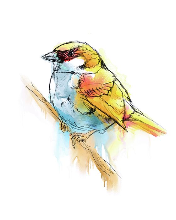 560x700 Sparrow Watercolor Painting By Kosartworks