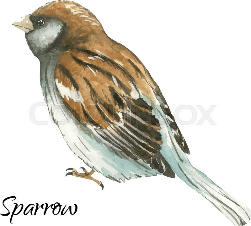800x719 The Sparrow .watercolor Vector Illustration On White Background