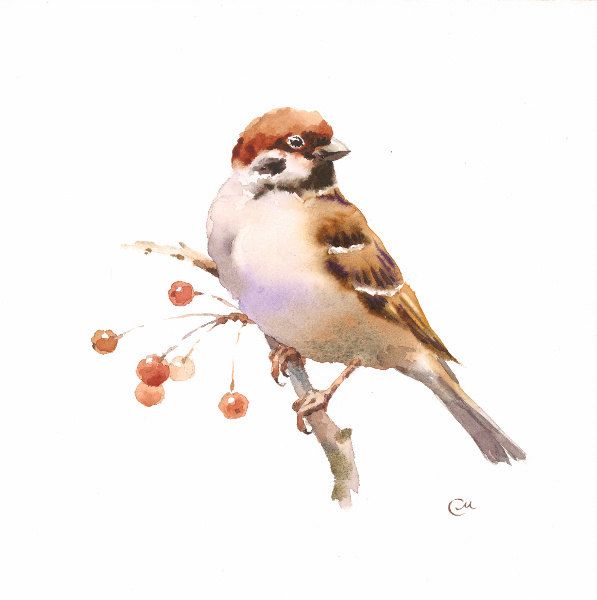 597x600 Watercolor Sparrow