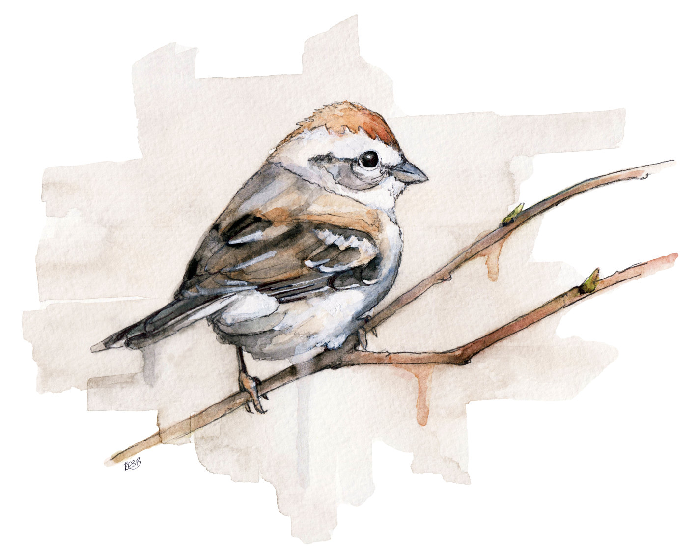 1421x1136 Watercolor Sparrow Print Painting Titled Etsy