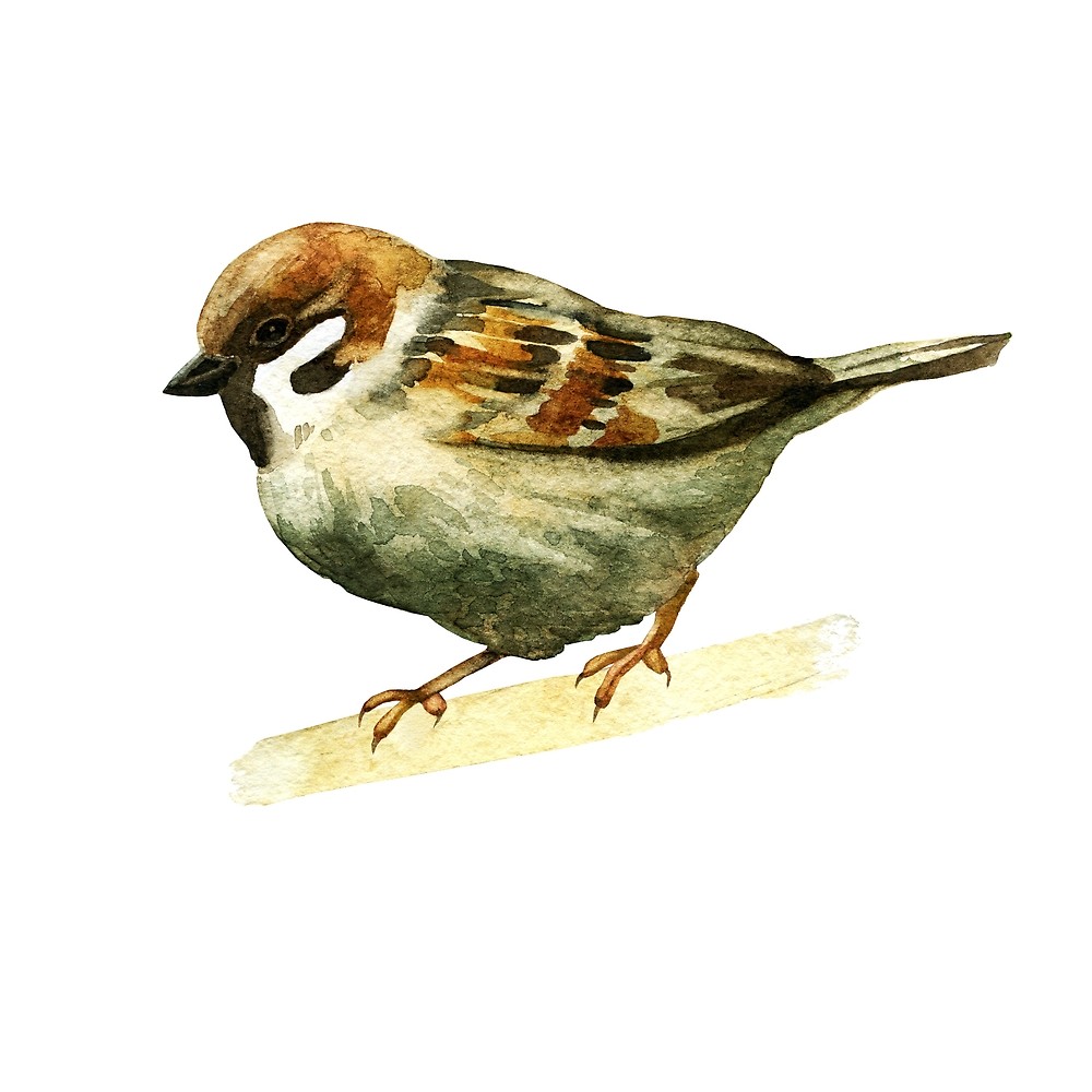 1000x1000 Watercolor Sparrow. By Margo Soleil Redbubble