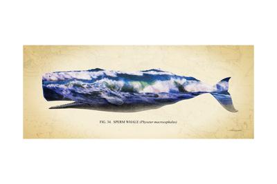 400x267 Sperm Whale Art Print By Alan Hausenflock