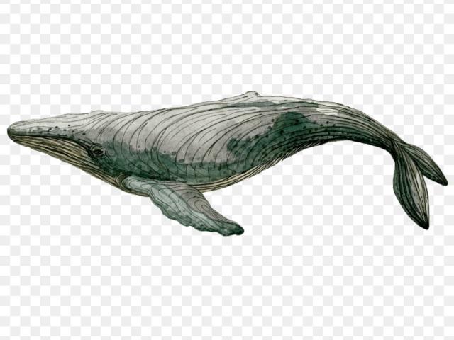 640x480 Sperm Whale Clipart Watercolor 2
