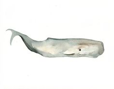 236x185 95 Best Whale Images Whales, Drawings And Sketches