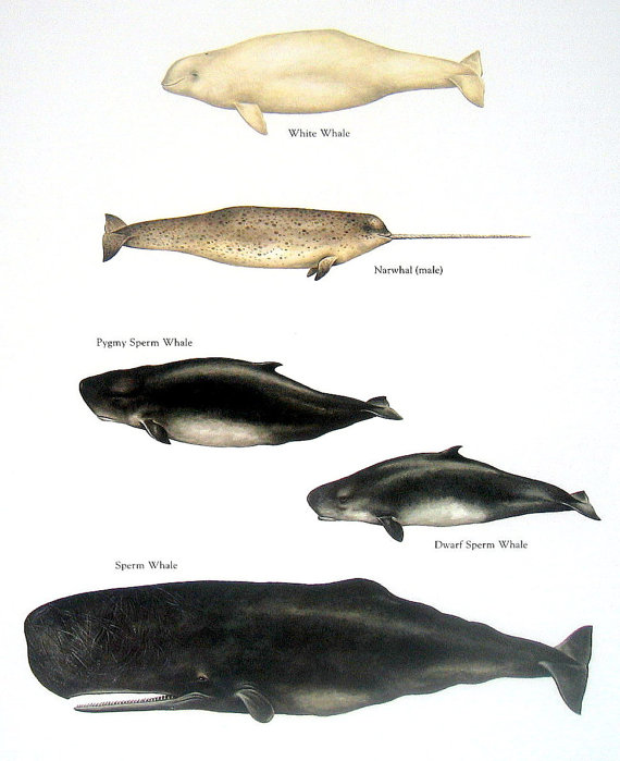 570x699 Sperm Whale Clipart Simple Fish