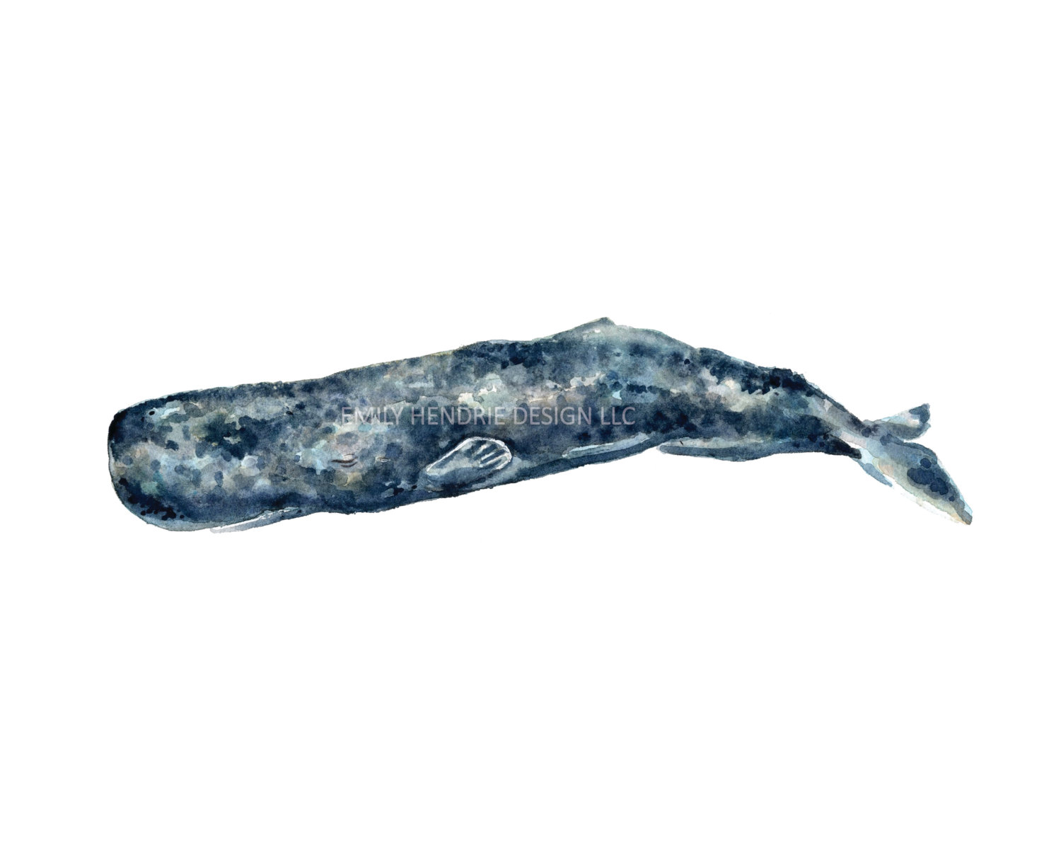 1500x1200 Watercolor Sperm Whale Print Watercolor Whale Watercolor Etsy