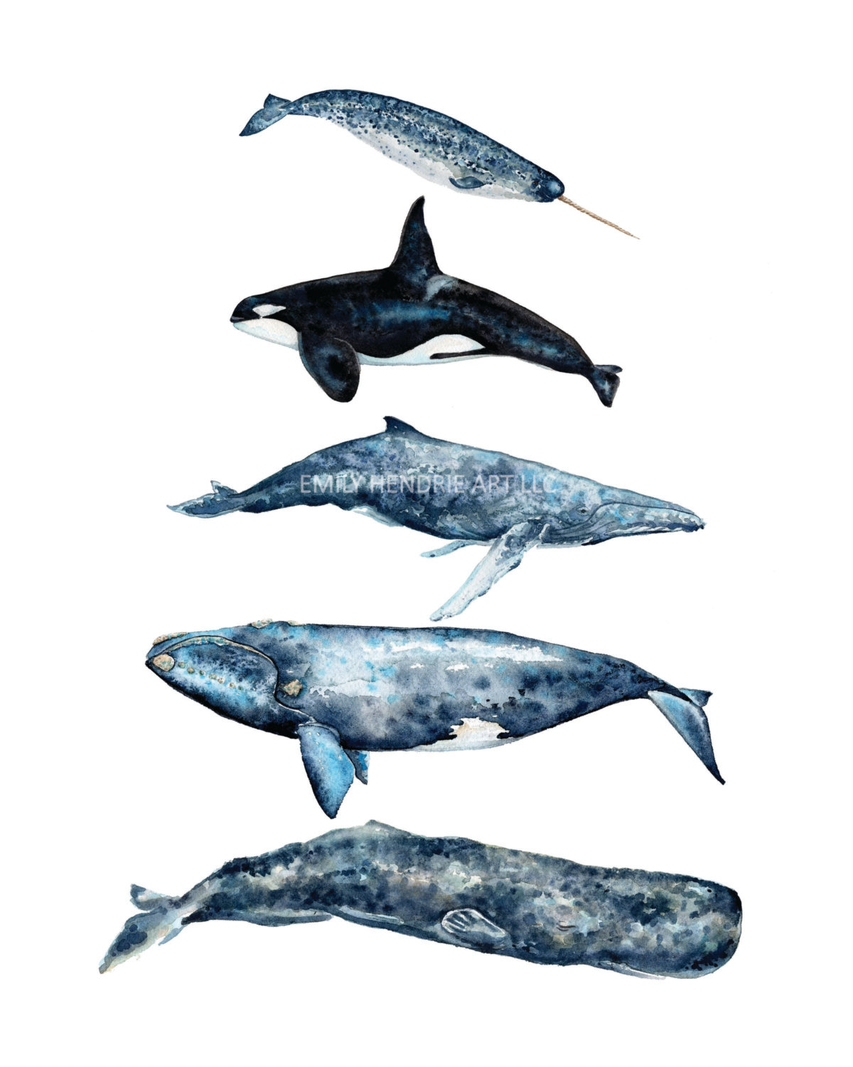 1200x1500 Watercolor Whale Chart Sperm Whale Right Whale Humpback Etsy