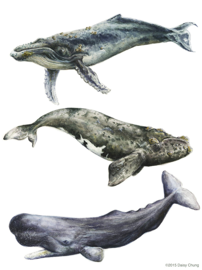 768x1024 Whales Dc
