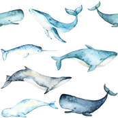 173x173 Sperm Whale Fabric, Wallpaper Amp Gift Wrap