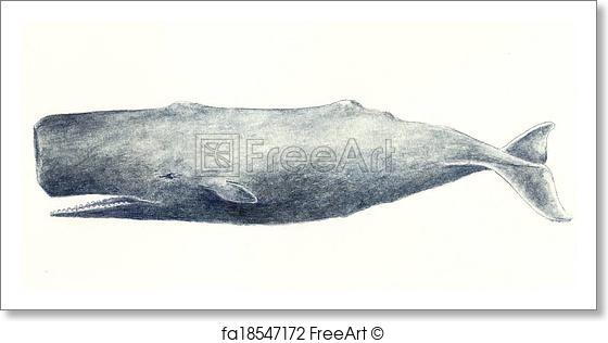560x316 Free Art Print Of Sperm Whale. Watercolor Painting Of A Sperm