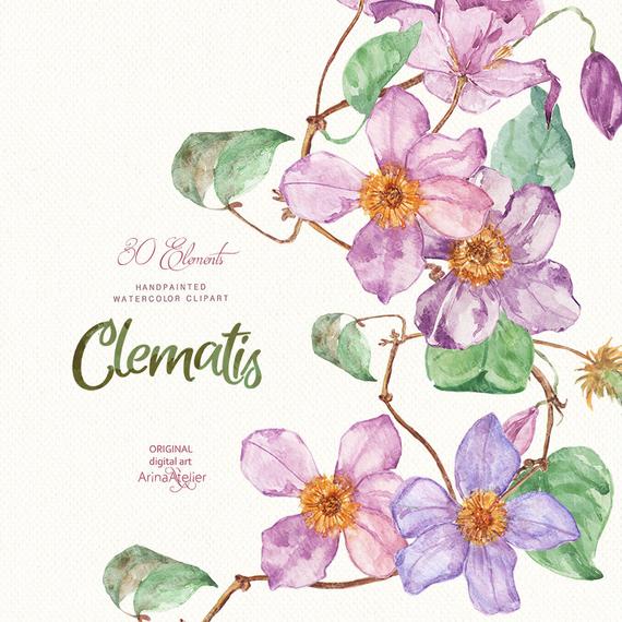 570x570 Clematis Flowers Watercolor Clipart Spring Flowers Digital Etsy