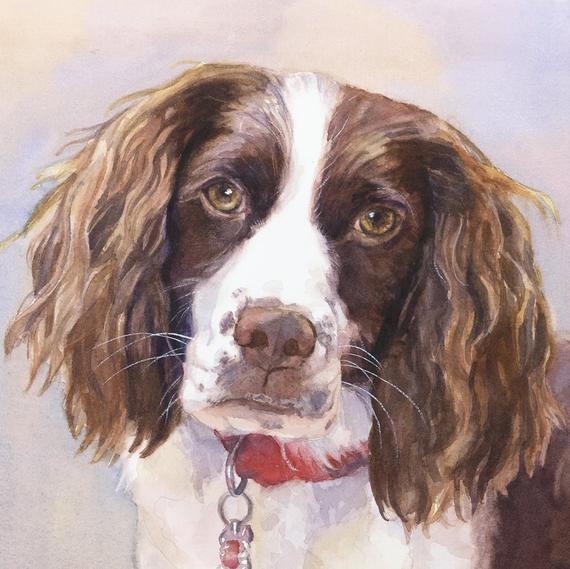 570x569 English Springer Spaniel Art Springer Spaniel Print Springer Etsy