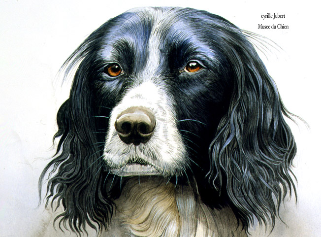 652x481 English Springer Spaniel Portrait