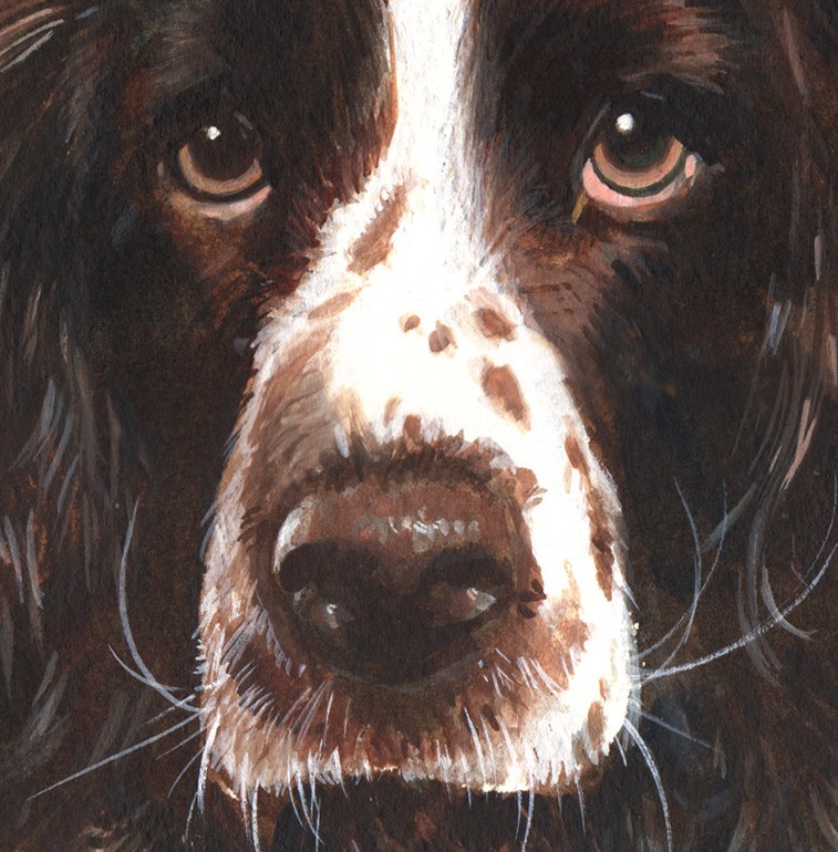 757x770 Millie. Our English Springer Spaniel