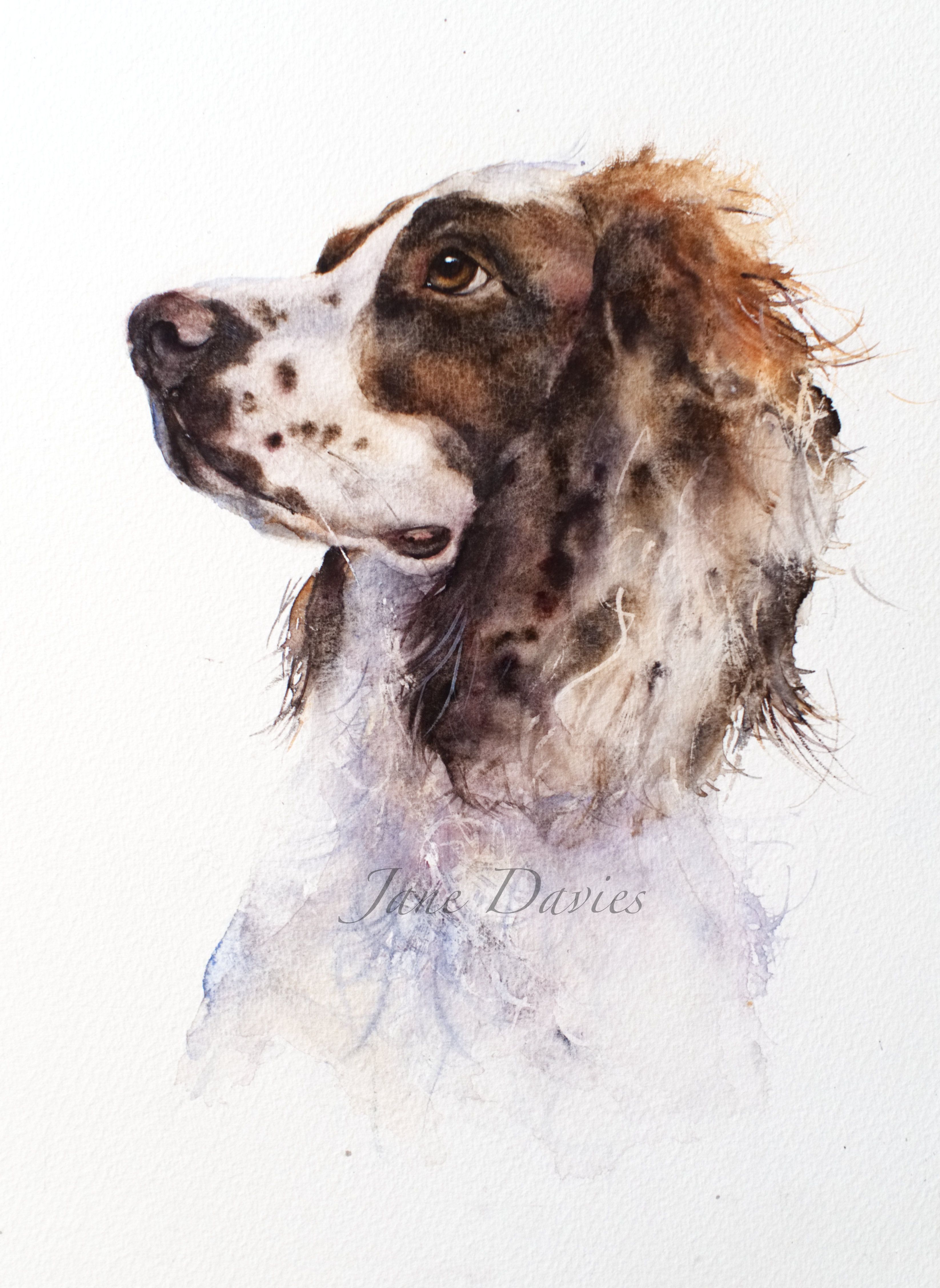 3291x4511 Pet Portrait Of A Springer Spaniel Painted By Watercolour Artist