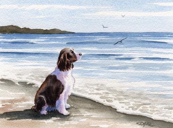 570x421 Springer Spaniel Art Print Springer Spaniel At The Etsy