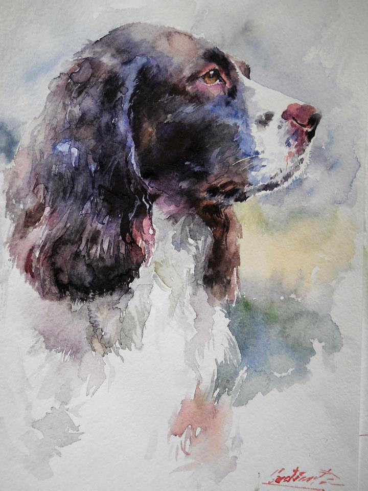 720x960 Springer Spaniel' Watercolor Grinciuc