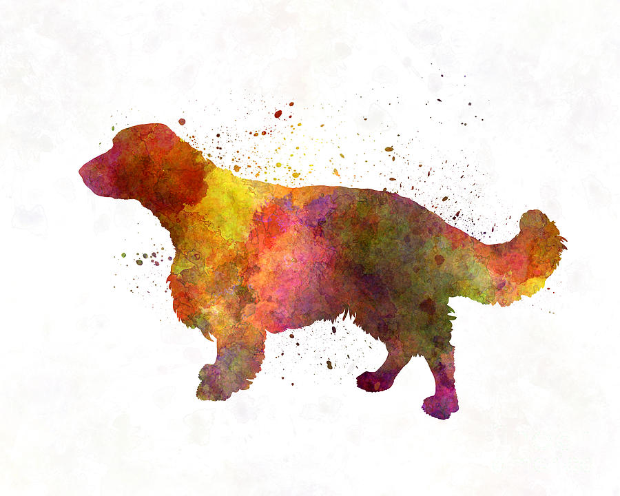 900x720 Welsh Springer Spaniel In Watercolor Painting By Pablo Romero