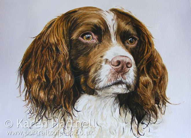 660x480 Watercolour Painting Springer Spaniel