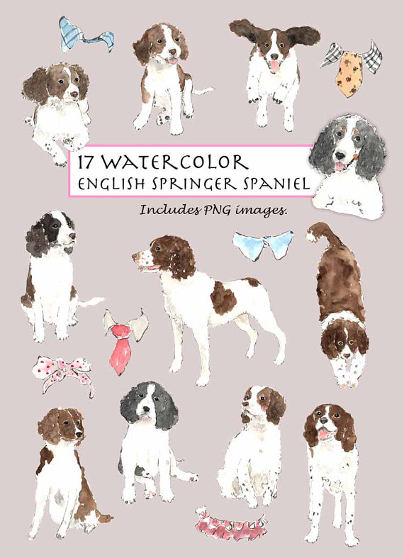 570x787 Clip Art Watercolor English Springer Spaniel Amp Collar Set. 17