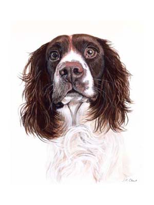 300x400 Dog Portraits English Springer Spaniels Watercolour Painting Of