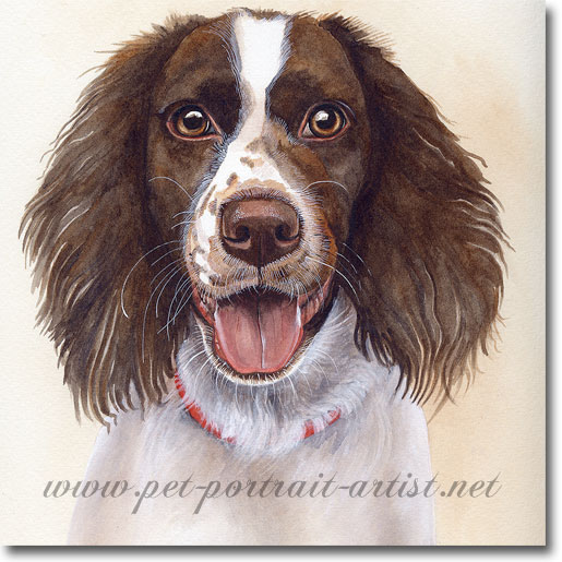 515x515 Dog Portraits Gt Springer Spaniel Gt Dotty Gt Pet Portrait In