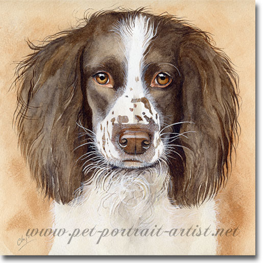 515x515 Dog Portraits Gt Springer Spaniels Gt Chips Gt Dog Portrait In