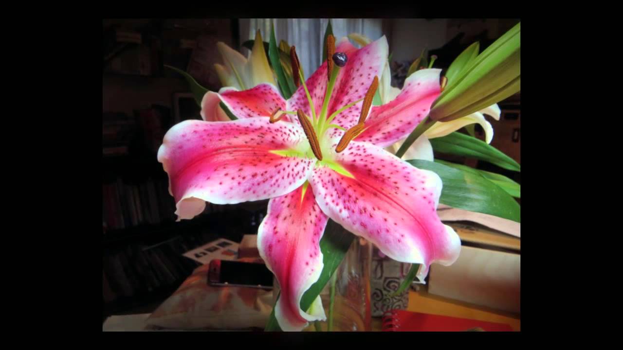 1280x720 Stargazer Lily