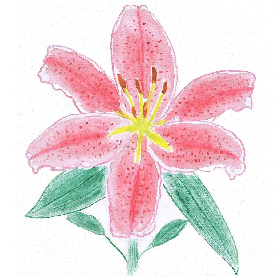 900x900 Stargazer Lily Watercolor Painting Painting By Conni Schaftenaar
