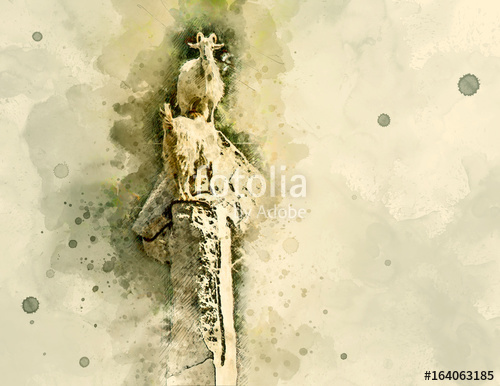 500x386 Mountain Goats Climb On Stones. A Proud White Goat Stands On Top