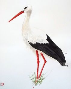 236x295 White Stork Bird, Drawings And Watercolor