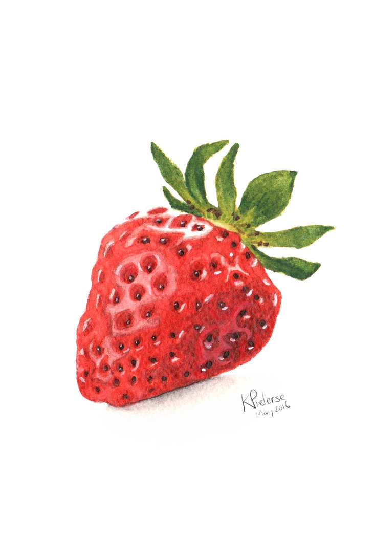 731x1094 Watercolour Strawberry By Daruma Girl