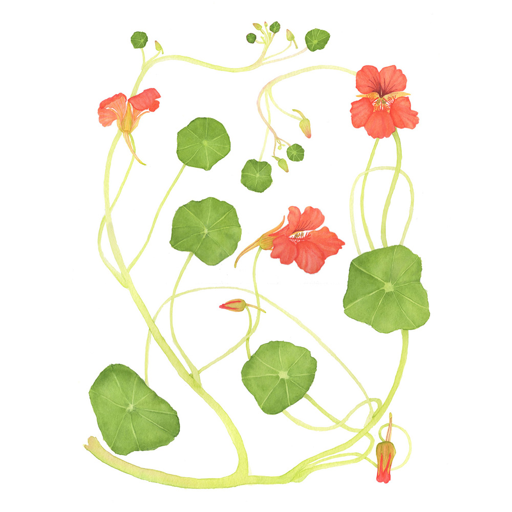 1000x1000 Orange Nasturtiums Watercolor Painting My Giant Strawberry