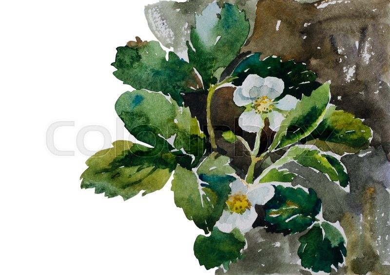 800x564 Botany Illustration Strawberry Plants On Flowerbed Blossoming